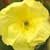 How Can Evening Primrose Oil Help My Moods?